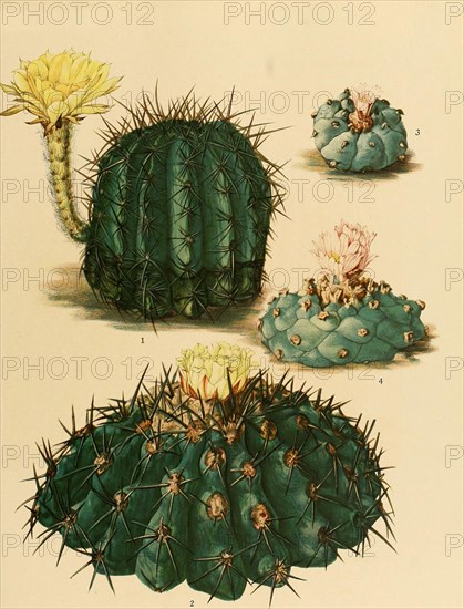 1. Echinopsis Aurea