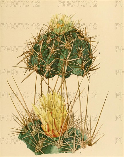 1. Ferocactus Viridescens