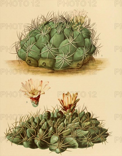 1. Gymnocalydium Saglione