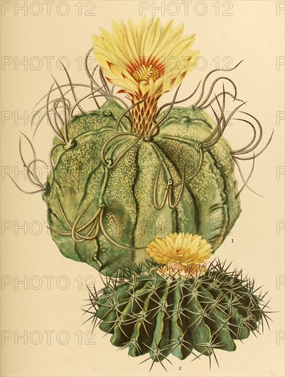 1. Astrophytum Capricorne