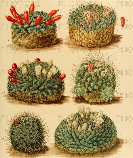 1. Neomammillaria Gaumeri