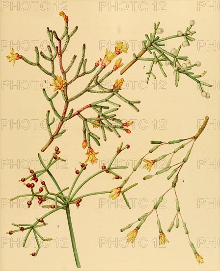 1.Hatiora Cylindrica