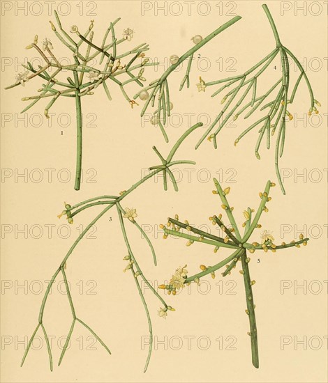 1. Rhipsalis Cribrata