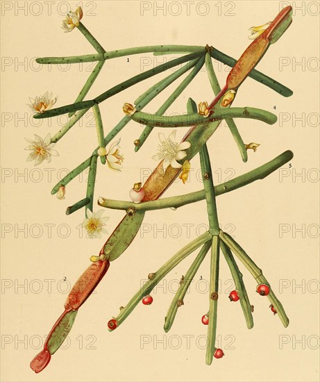 1. Rhipsalis Neves-Armondii