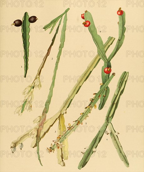 1. Rhipsalis Gonocarpa