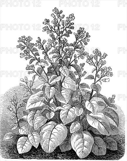 Peasant Tobacco