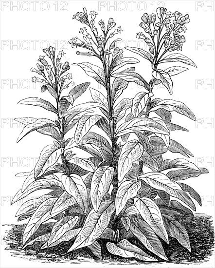 The Virginia Tobacco