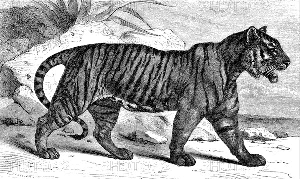 Bengal Tiger