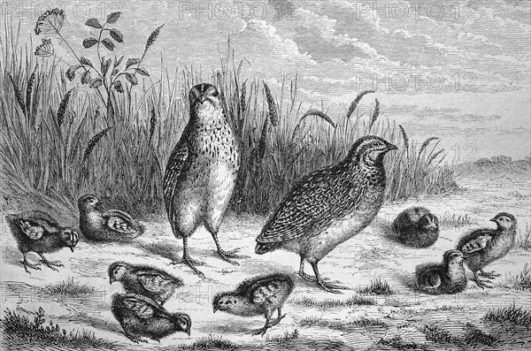 Quail