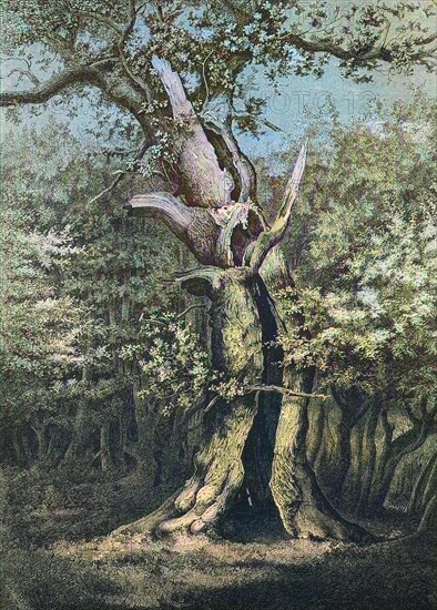 A Hollow Oak In The Hasbruc