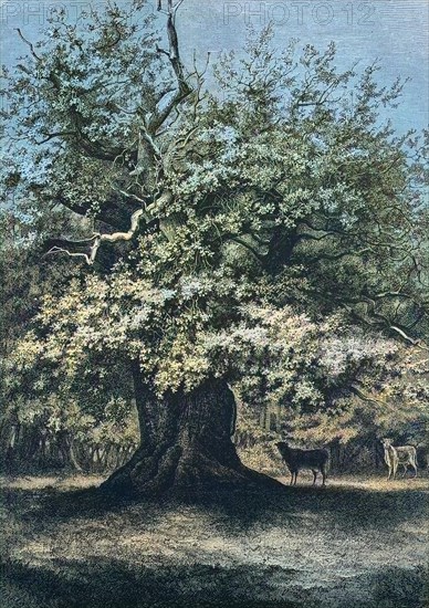 The Amalia Oak