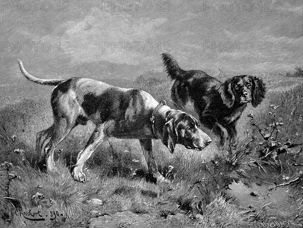 Hunting Dogs On The Track Of The Game