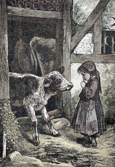 Little Girl Is Standing On The Farm In Front Of A Calf