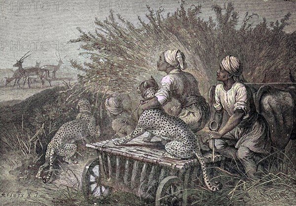 Antelope Hunting With A Hunting Panther