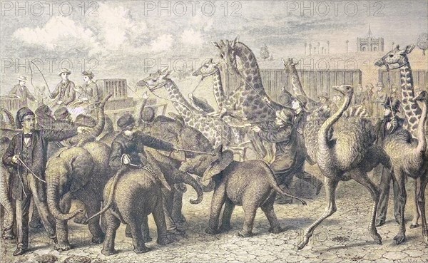 The Arrival Of The Animal Caravan Of Casanova Of Cassala In Hamburg