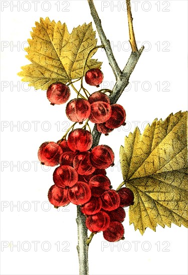 Red Currant