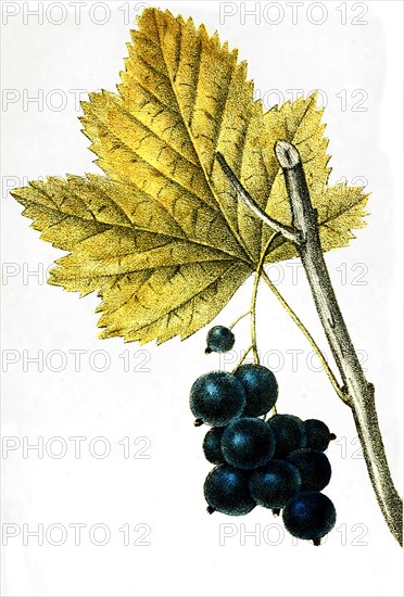 Ribes Nigrum