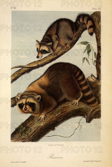 Raccoon, Procyon lotor