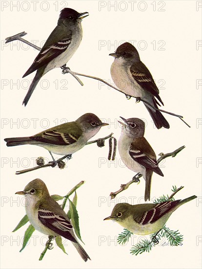 Flycatchers, Wood Pewee