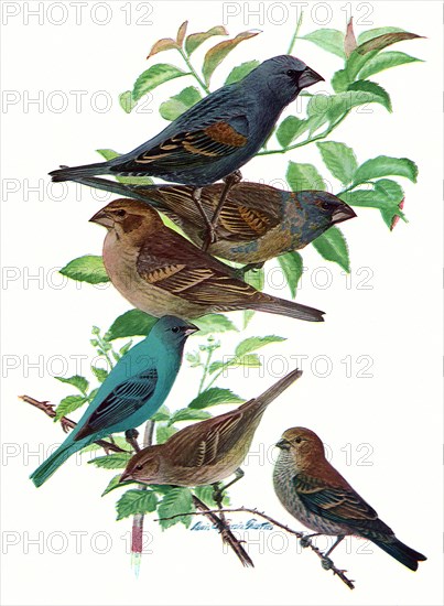 Buntings, Grossbeaks