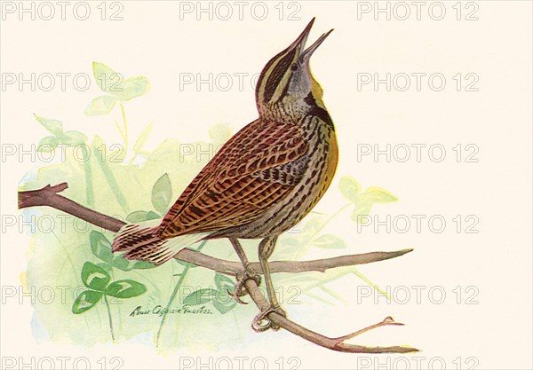 Meadowlark