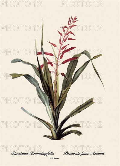 Pitcairnia Bromeliaefolia, Pitcairnie faux-Ananas