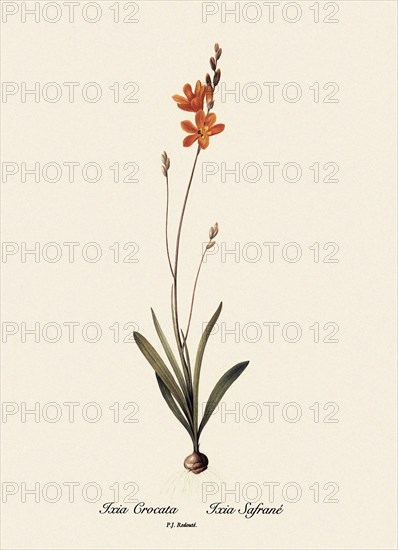 Ixia Crocata, Ixia Safrané