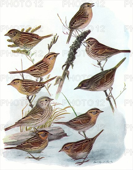 Sparrows