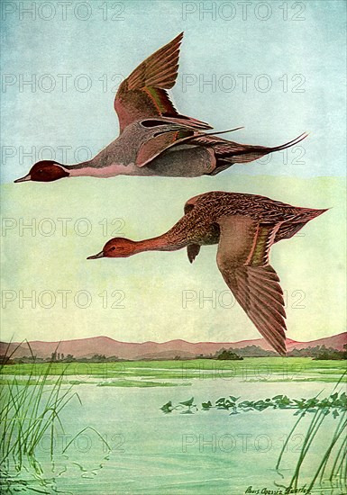 Pintail in Flight