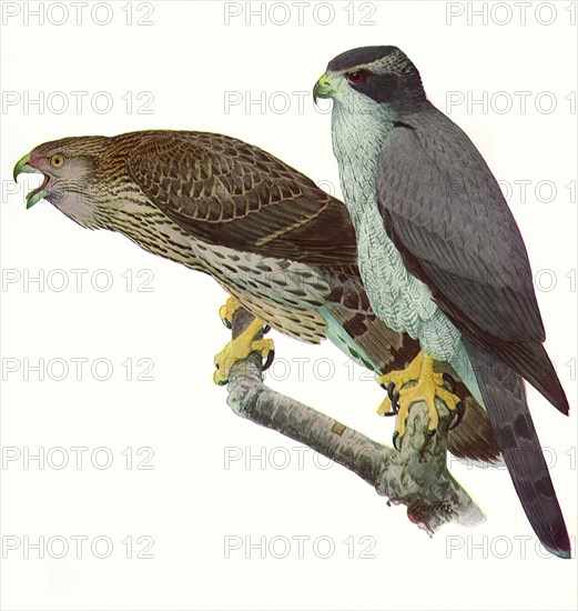 Goshawks