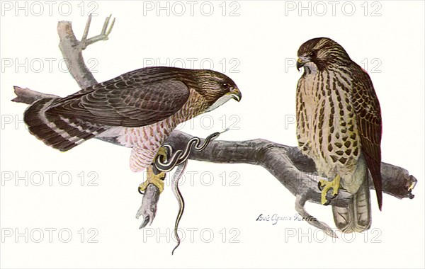 Broad-Winged Hawks