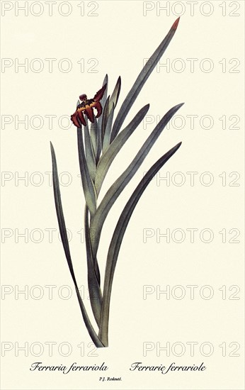 Ferraria ferrariola, Ferrarie ferrariole