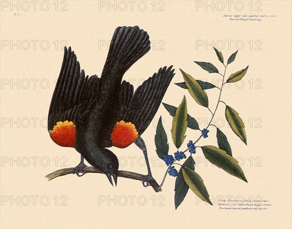 Red-Winged Blackbird, Agelaius phoeniceus