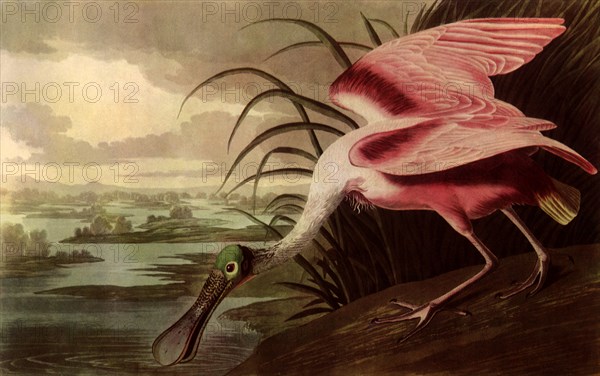 Roseate Spoonbill