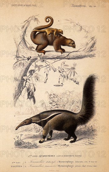 Giant Anteater & Silky Anteater