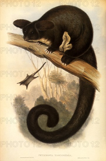 Greater Gliding Possum, Schoinobates volans