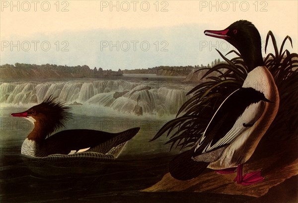 American Mergansers