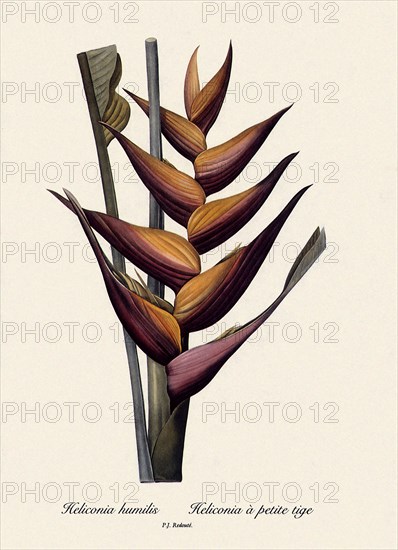 Heliconia humilis, Heliconia à petite tige