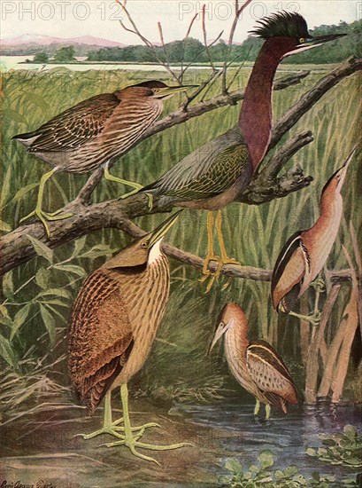 Marsh Birds