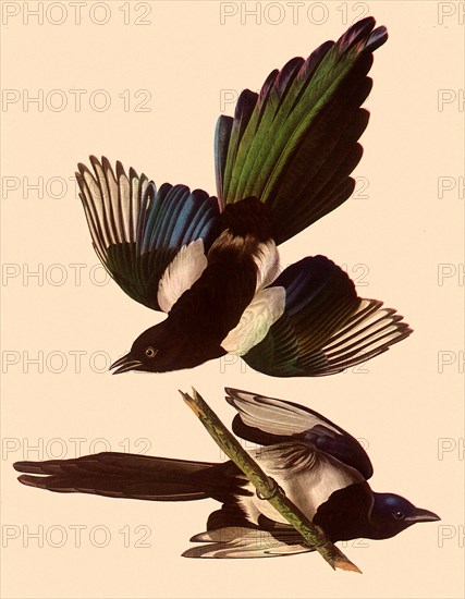 American Magpies