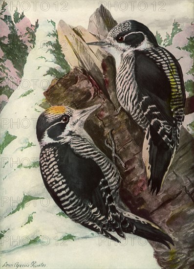 American Woodpecker