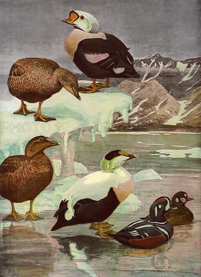 Ducks at Frozen Lake