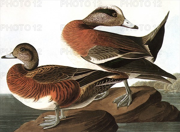 American Widgeons