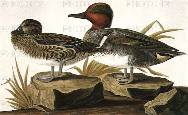 Green-Winged Teals