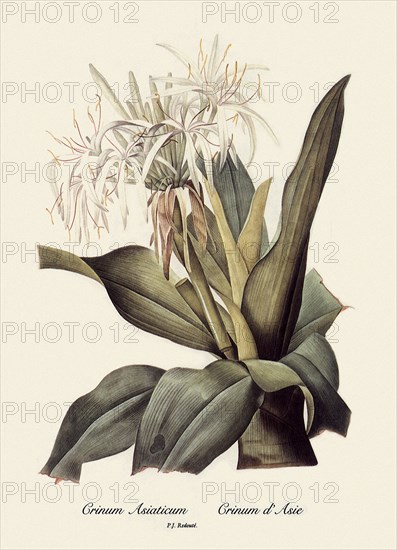 Crinum Asiaticum, Crinum d'Asie