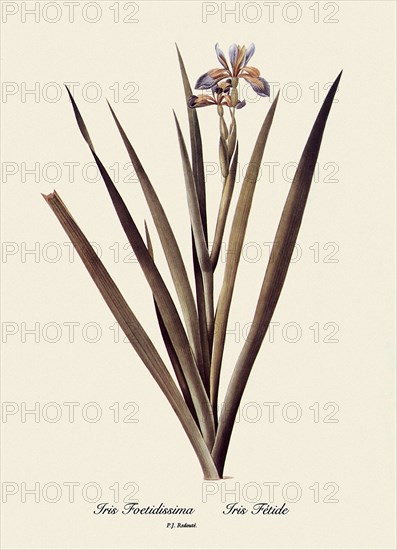 Iris Foetidissima, Iris Fétide