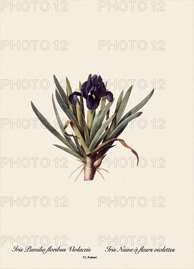 Iris Pumilia floribus Violaceis