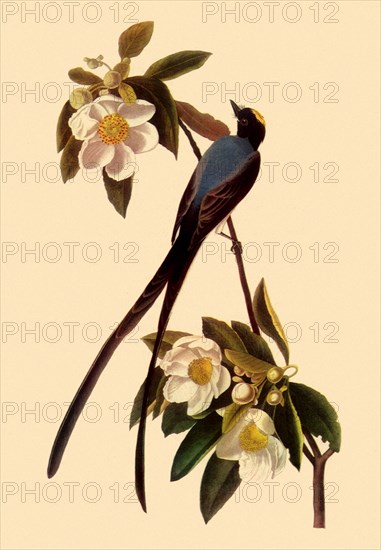 Fork-Tailed Flycatcher