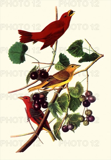 Summer Tanagers