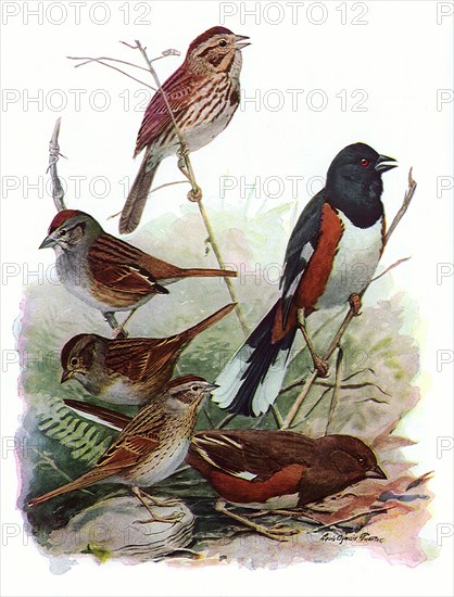 Sparrows and Towhee.